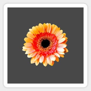 Delicate Gerbera Sticker